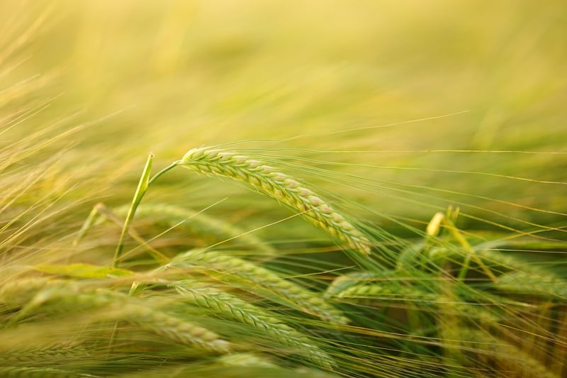 Barley